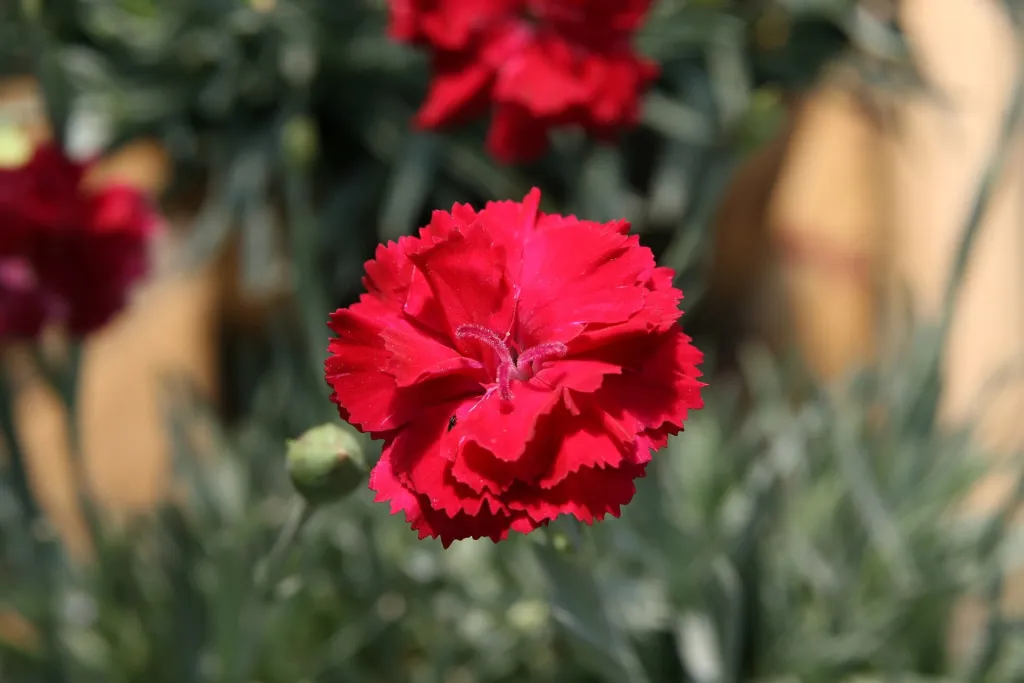 Dianthus ‘Cottage Pink’ (Dianthus 'Cottage Pink') – typisches Erscheinungsbild