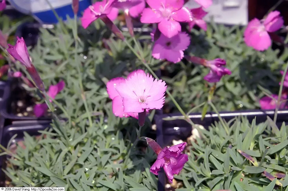 Dianthus ‘Cottage Pink’ (Dianthus 'Cottage Pink') – im Garten, Pflanzenfoto