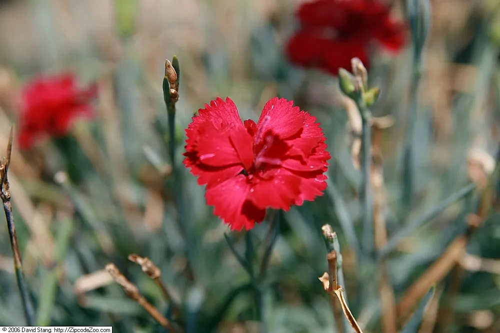 Dianthus ‘Cottage Pink’ (Dianthus 'Cottage Pink') – im Garten, Pflanzenfoto