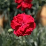 Dianthus ‘Frosty Fire’ (Dianthus 'Frosty Fire') – fotografia rastliny