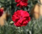 Dianthus ‘Frosty Fire’