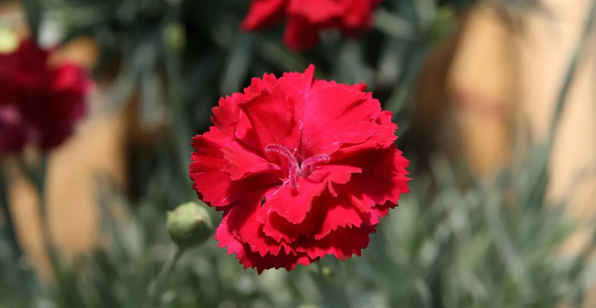 Dianthus 'Frosty Fire' – plant photo