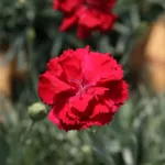 Dianthus ‘Frosty Fire’ (Dianthus 'Frosty Fire') – plant photo