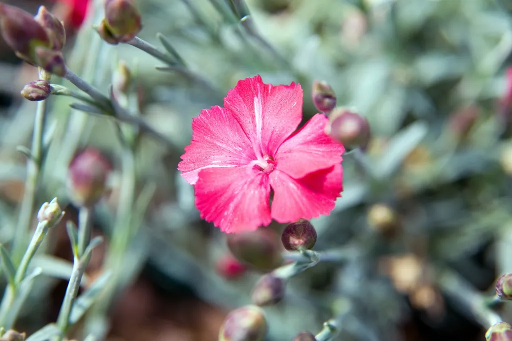 Dianthus ‘Frosty Fire’ (Dianthus 'Frosty Fire') – typisches Erscheinungsbild