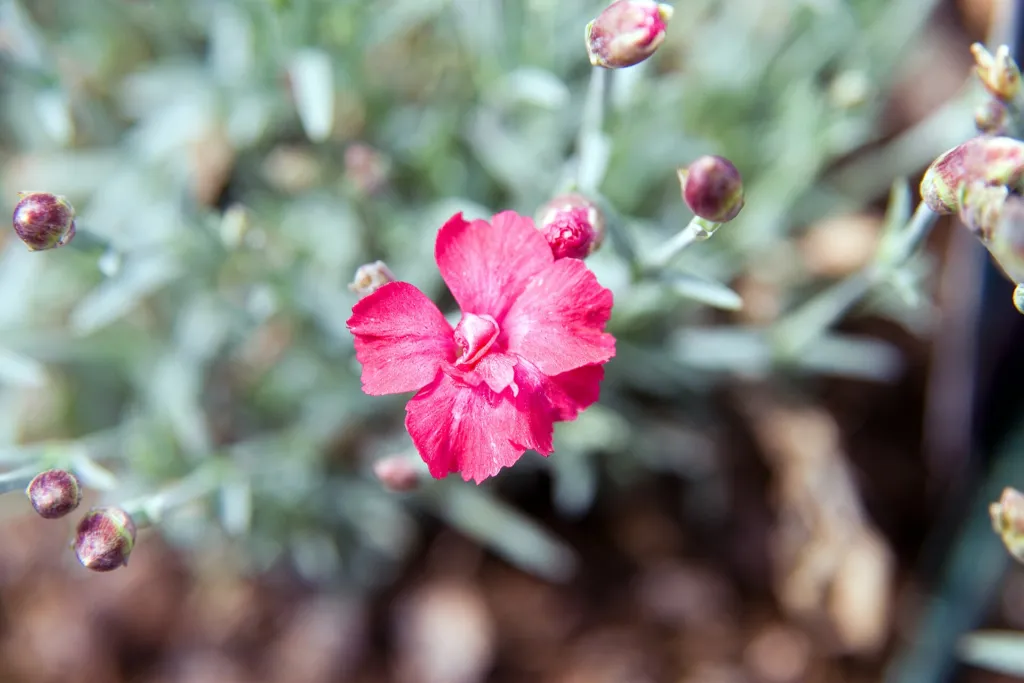 Dianthus ‘Frosty Fire’ (Dianthus 'Frosty Fire') – typisches Erscheinungsbild