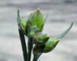 Dianthus ‘Scent First’