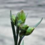Dianthus 'Scent First' – Pflanzenfoto