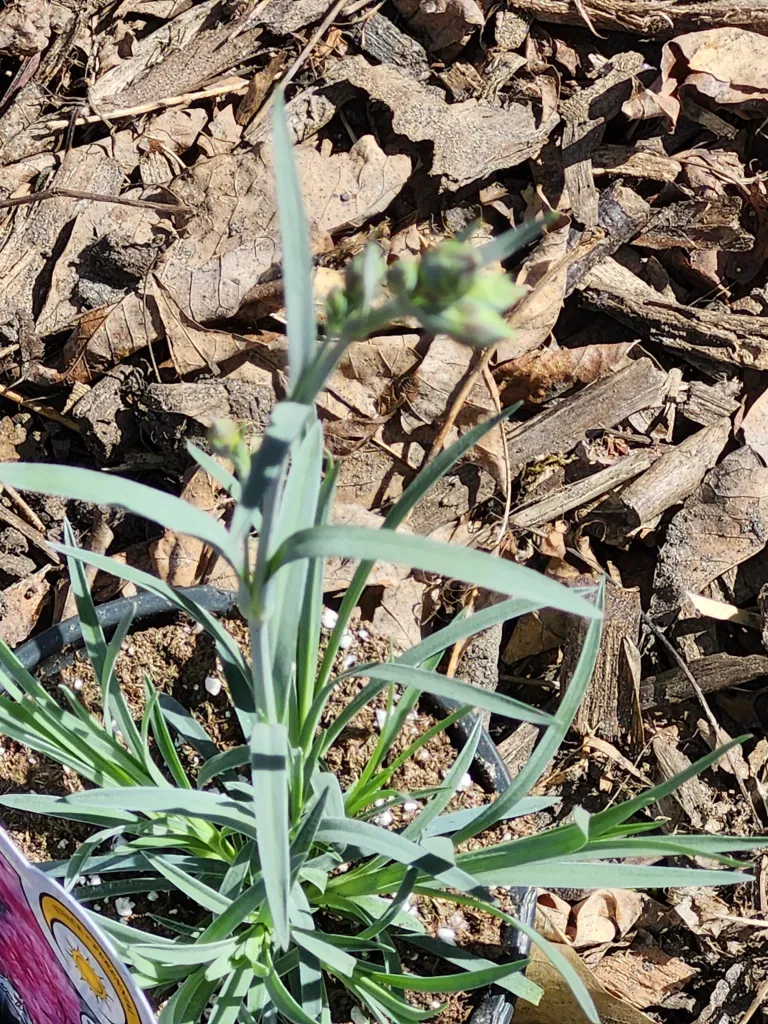 Dianthus ‘Scent First’ (Dianthus 'Scent First') – characteristic appearance, plant photo