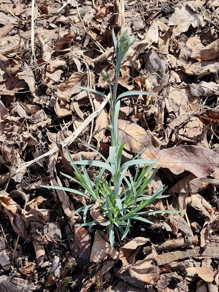 Dianthus ‘Scent First’ (Dianthus 'Scent First') – characteristic appearance, plant photo