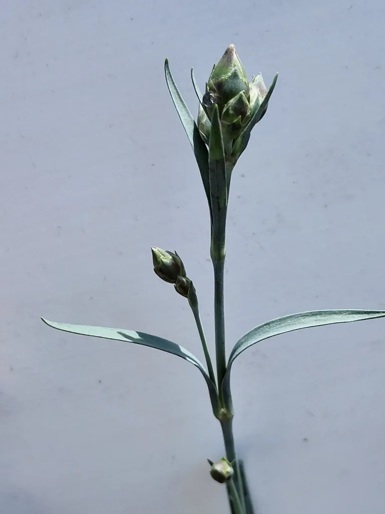 Dianthus ‘Scent First’ (Dianthus 'Scent First') – characteristic appearance, plant photo
