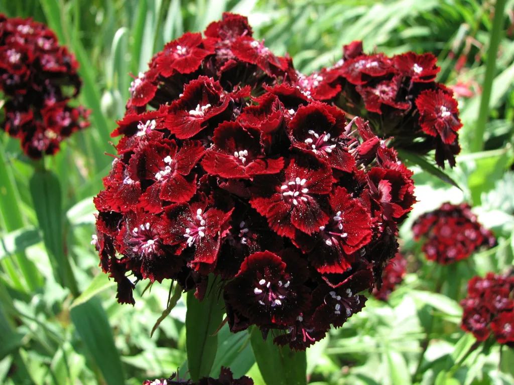 Bartnelke (Dianthus 'Sweet William') – Blüten in Nahaufnahme, Pflanzenfoto