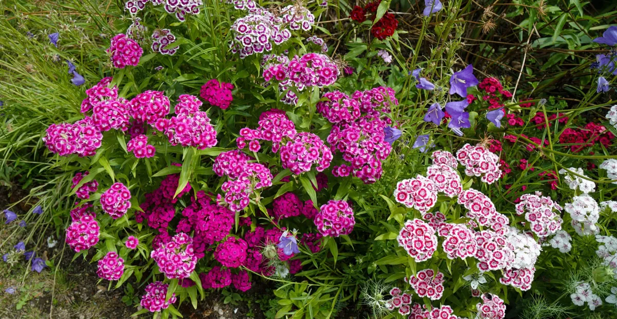 Dianthus 'Sweet William' – plant photo