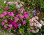 Dianthus ‘Sweet William’