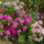 Dianthus ‘Sweet William’ (Dianthus 'Sweet William') – plant photo