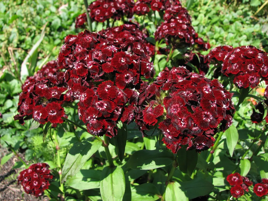 Bartnelke (Dianthus 'Sweet William') – Blüten in Nahaufnahme, Pflanzenfoto