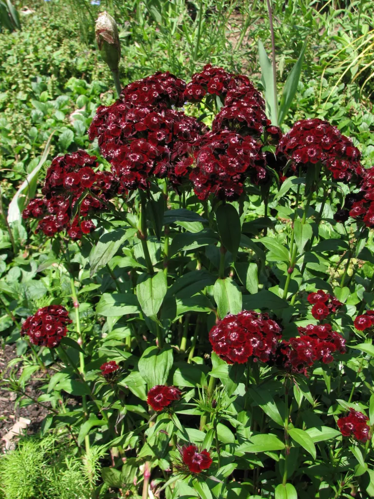 Bartnelke (Dianthus 'Sweet William') – Blüten in Nahaufnahme, Pflanzenfoto