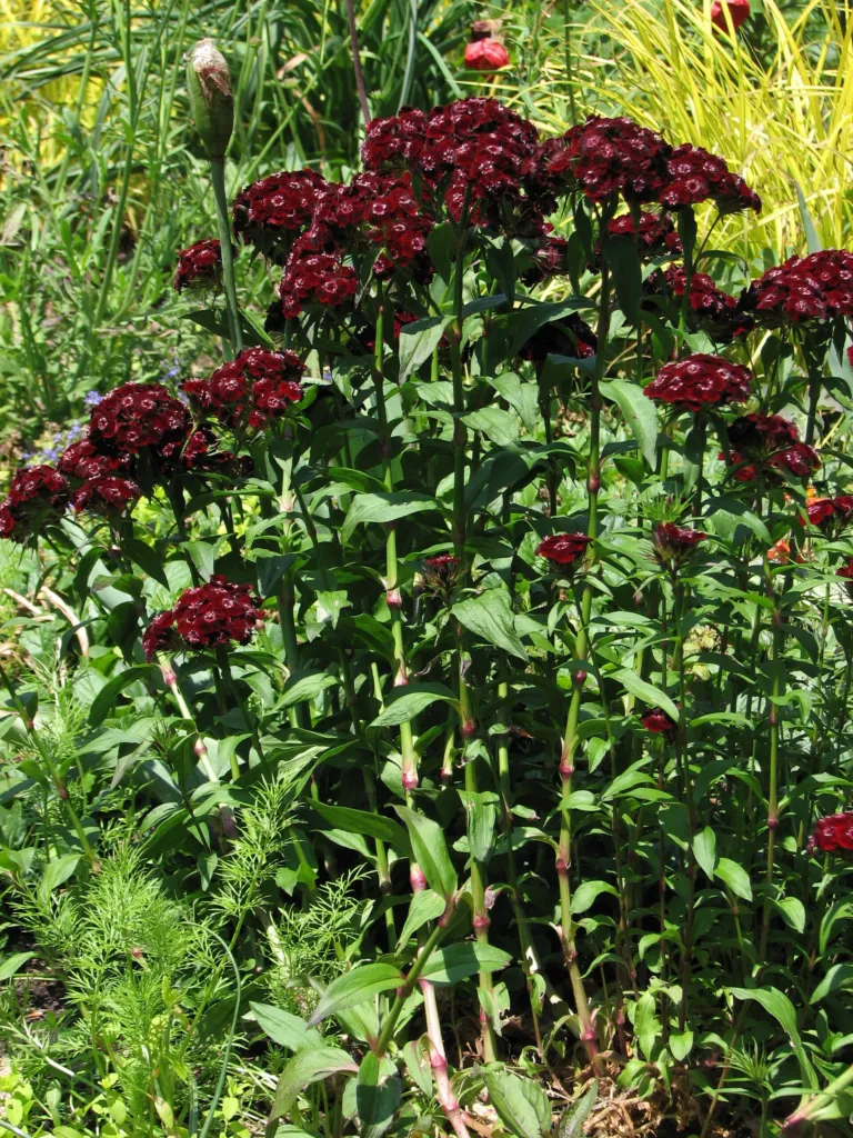 Bartnelke (Dianthus 'Sweet William') – Blüten in Nahaufnahme, Pflanzenfoto