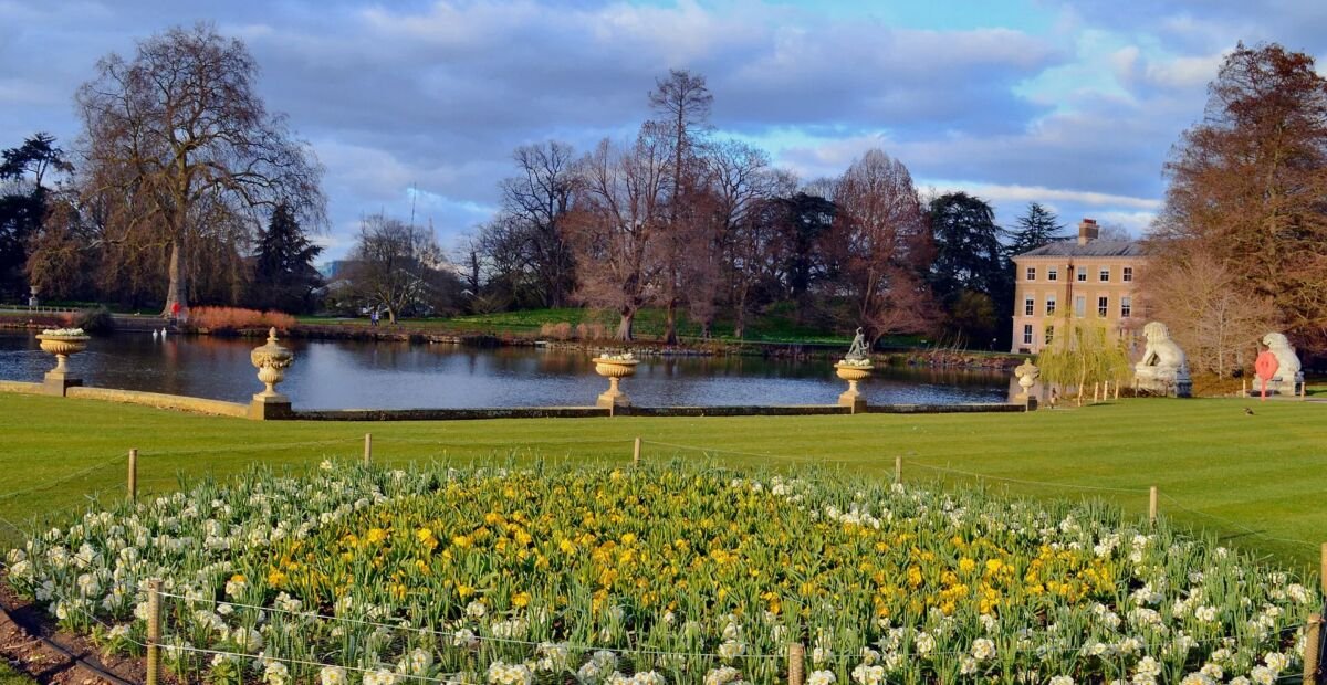 Dichternarzisse 'Actaea' (Narcissus 'Actaea') – Pflanzenfoto