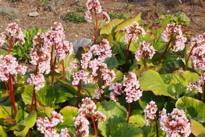 Bergenia crassifolia