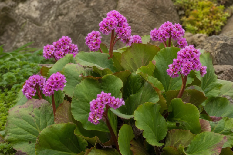 Dickblatt-Bergenie (Bergenia crassifolia) – Pflanzenfoto