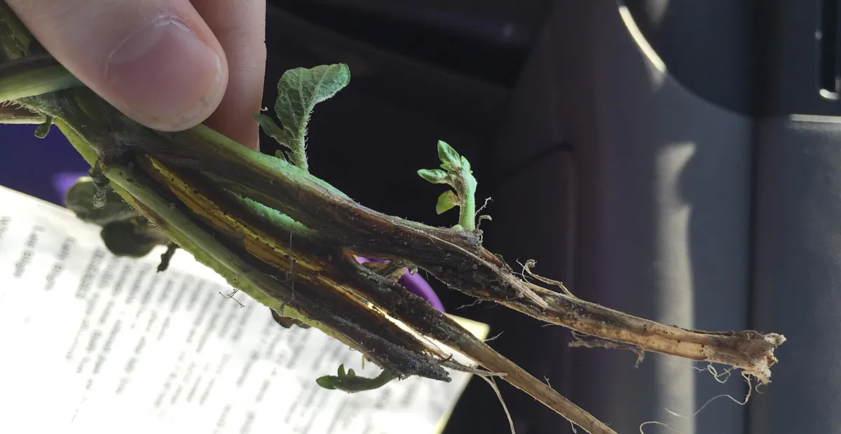 Dickeya solani blackleg and soft rot of potato