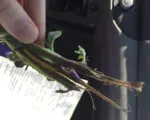 Dickeya solani blackleg and soft rot of potato