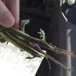 Dickeya solani blackleg and soft rot of potato