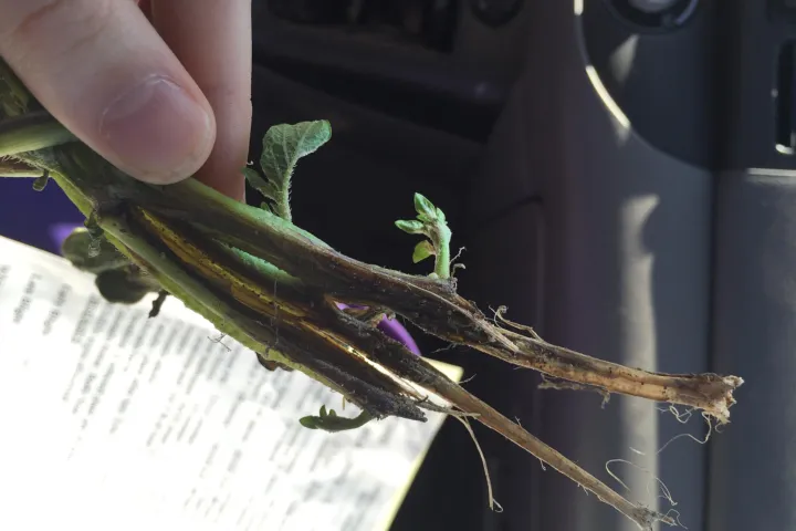 Dickeya solani blackleg and soft rot of potato