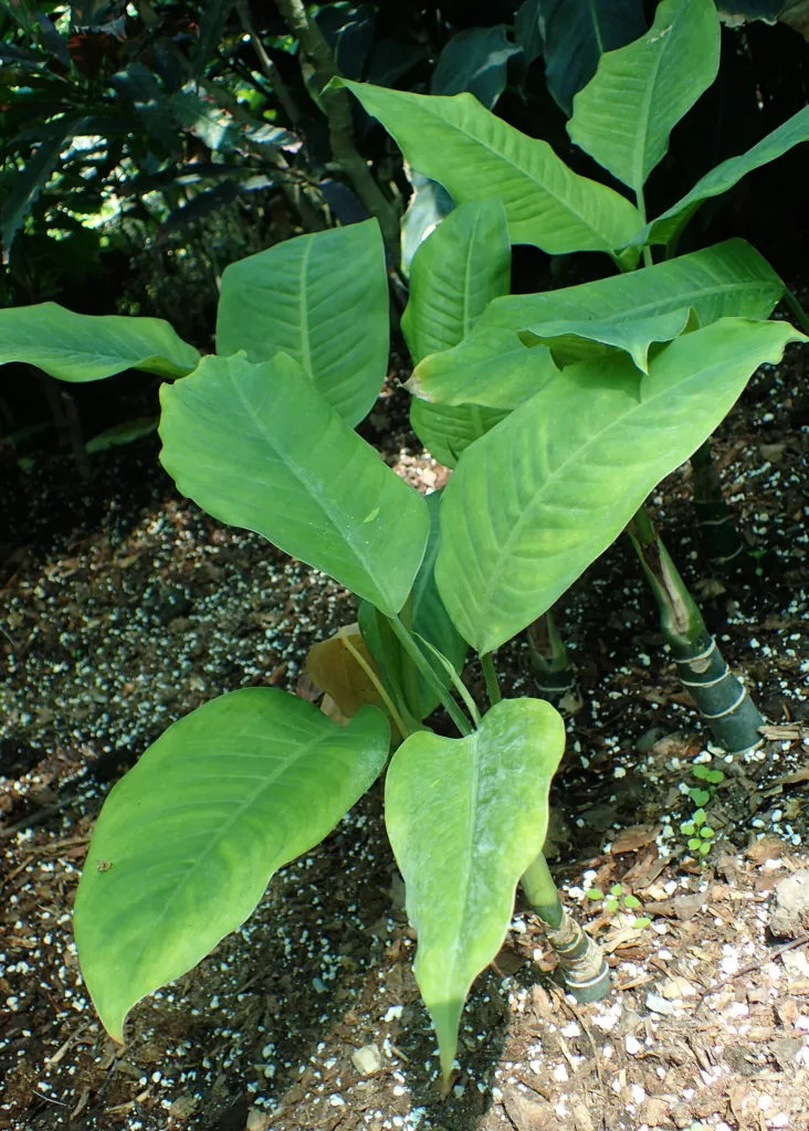 tuftroot (Dieffenbachia seguine) – in a garden setting, plant photo