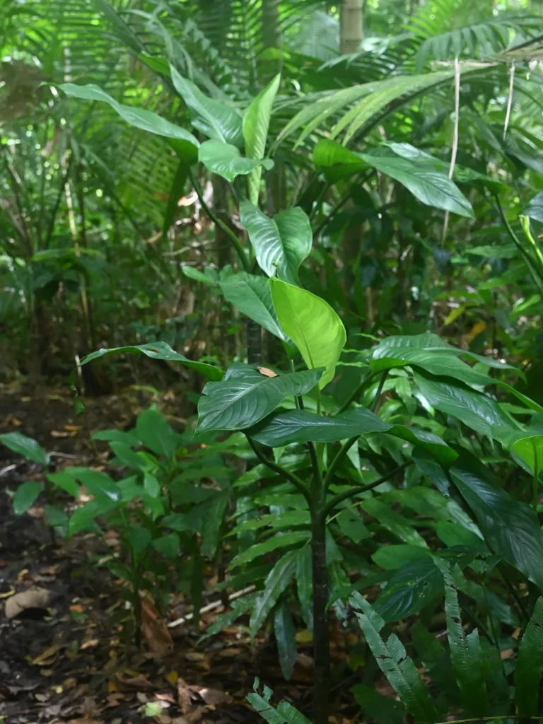 tuftroot (Dieffenbachia seguine) – characteristic appearance, plant photo