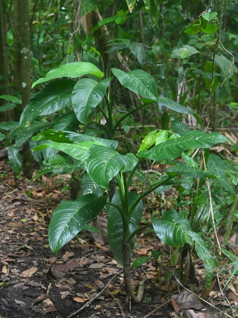 tuftroot (Dieffenbachia seguine) – characteristic appearance, plant photo