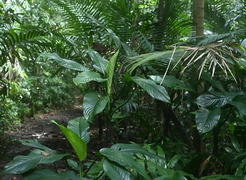 tuftroot (Dieffenbachia seguine) – characteristic appearance, plant photo
