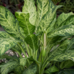 difenbachia strakatá (Dieffenbachia seguine) – fotografia rastliny