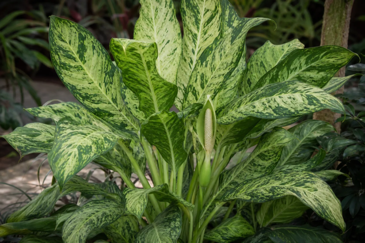 Dieffenbachia seguine