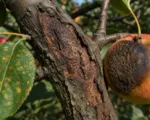 Diplodia seriata (black rot, frogeye leaf spot and canker fungus)