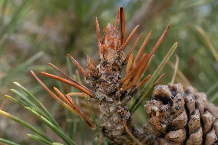 Diplodia tip blight of pine