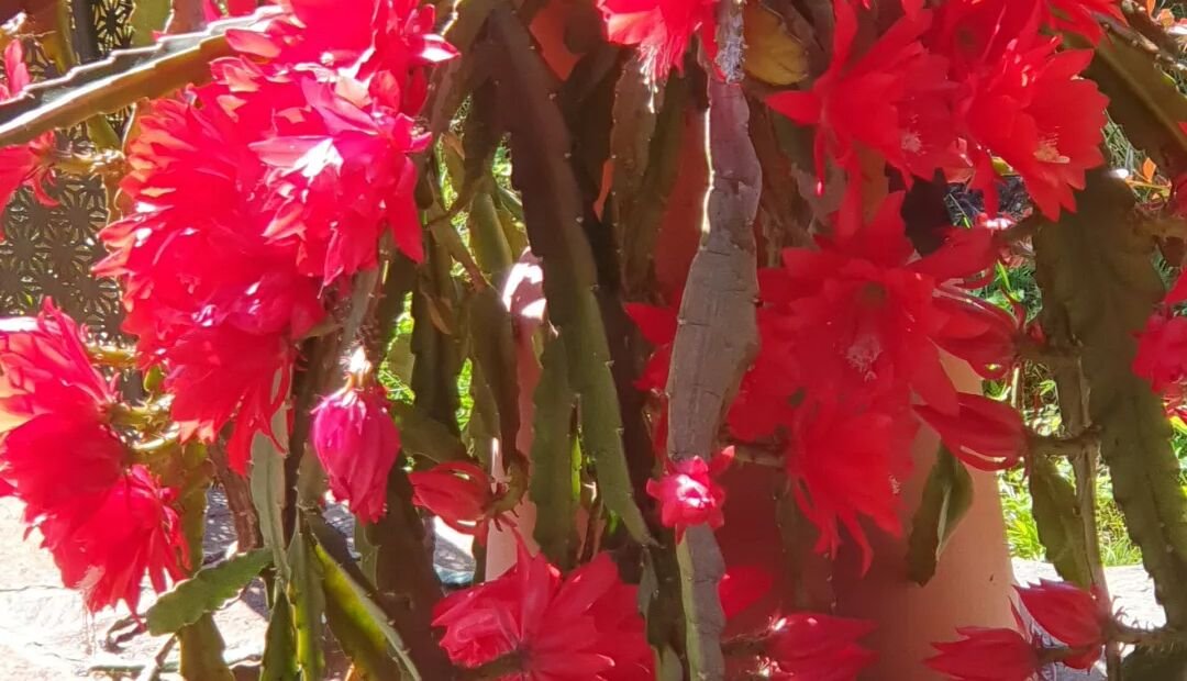 Disocactus ackermannii – Pflanzenfoto