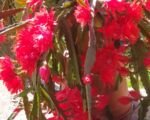 Disocactus ackermannii – Pflege