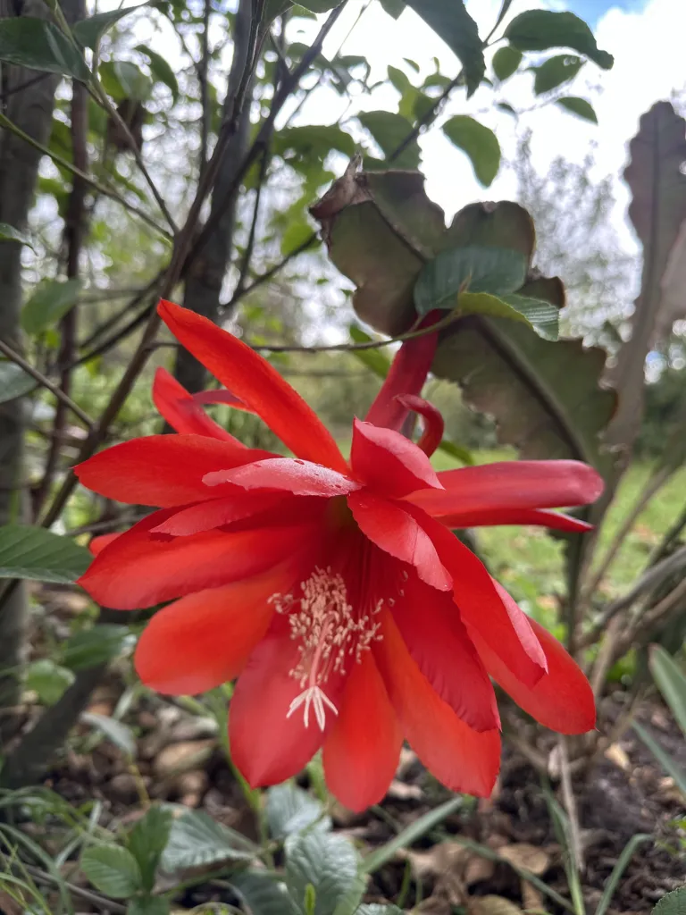 Disocactus ackermannii – (Disocactus ackermannii) – typisches Erscheinungsbild, Pflanzenfoto
