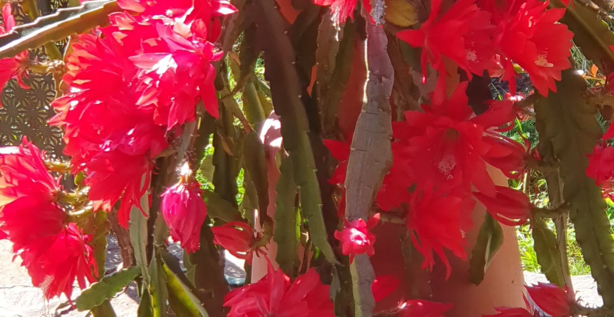 Disocactus ackermannii – plant photo