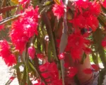 Disocactus ackermannii care guide
