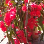 Disocactus ackermannii care guide (Disocactus ackermannii) – plant photo