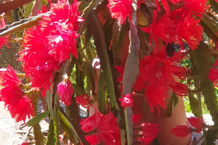 Disocactus ackermannii