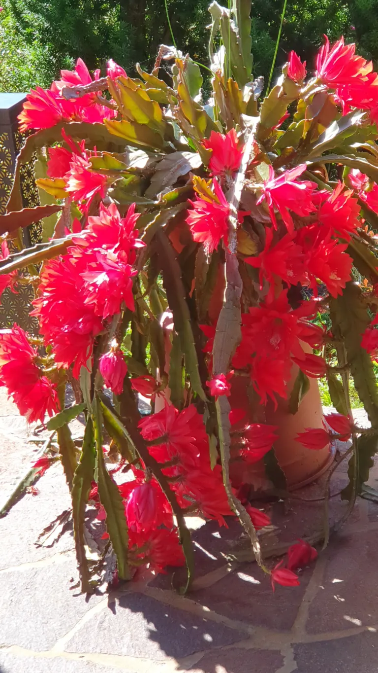 Disocactus ackermannii