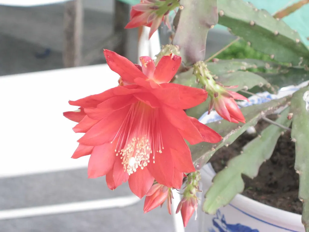 Disocactus ackermannii – (Disocactus ackermannii) – typisches Erscheinungsbild, Pflanzenfoto