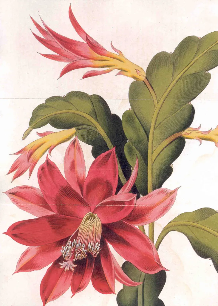 Disocactus ackermannii – (Disocactus ackermannii) – typisches Erscheinungsbild, Pflanzenfoto