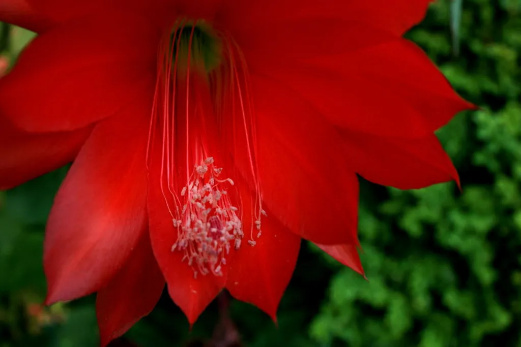 Disocactus ackermannii – (Disocactus ackermannii) – typisches Erscheinungsbild, Pflanzenfoto