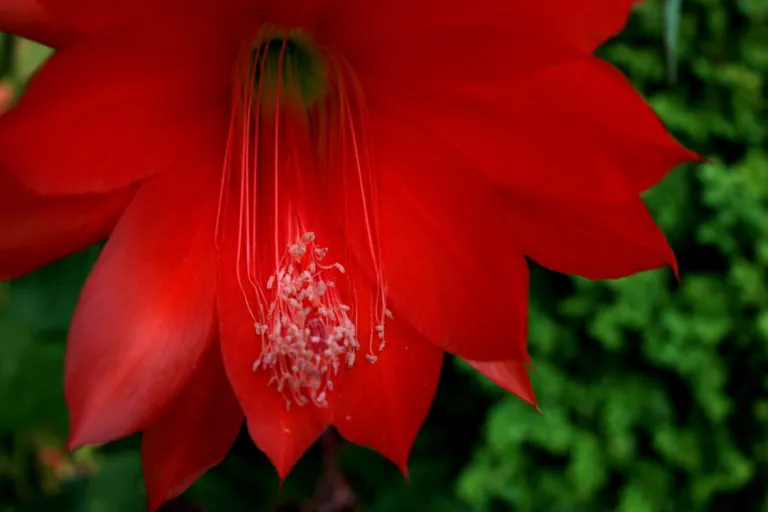 Disocactus ackermannii care guide (Disocactus ackermannii) – characteristic appearance, plant photo