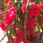 disokaktus Ackermannov (Disocactus ackermannii) – fotografia rastliny