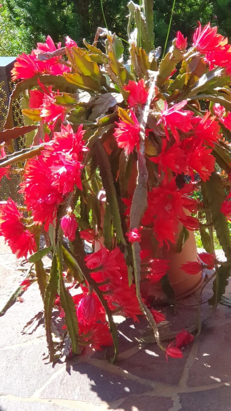 Disocactus ackermannii